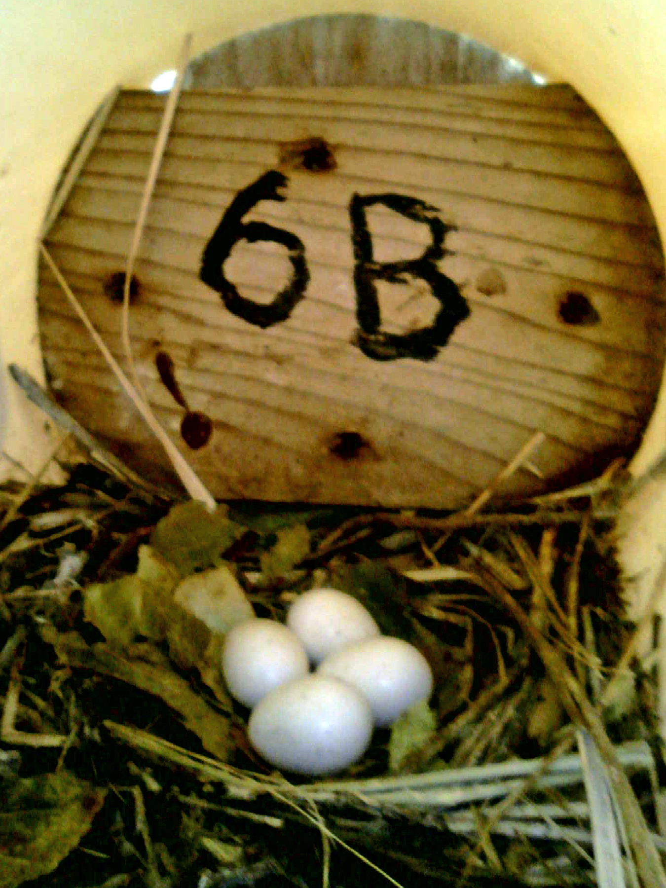 OPAS 6A